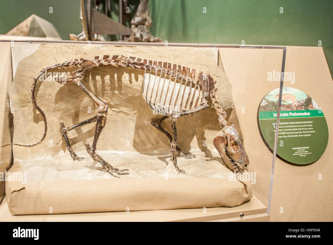 Artefatti a Utah Field House di storia naturale del Parco Statale Museum, primaverile, Utah, Stati Uniti d'America. Foto Stock