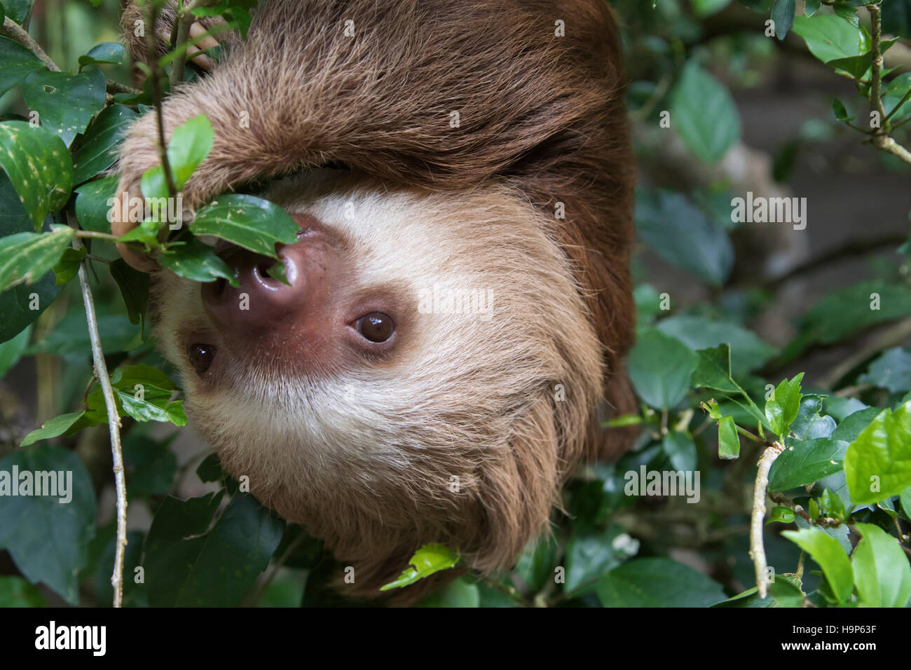 Hoffmann per le due dita bradipo (choloepus hoffmanni) mangiare le foglie Foto Stock