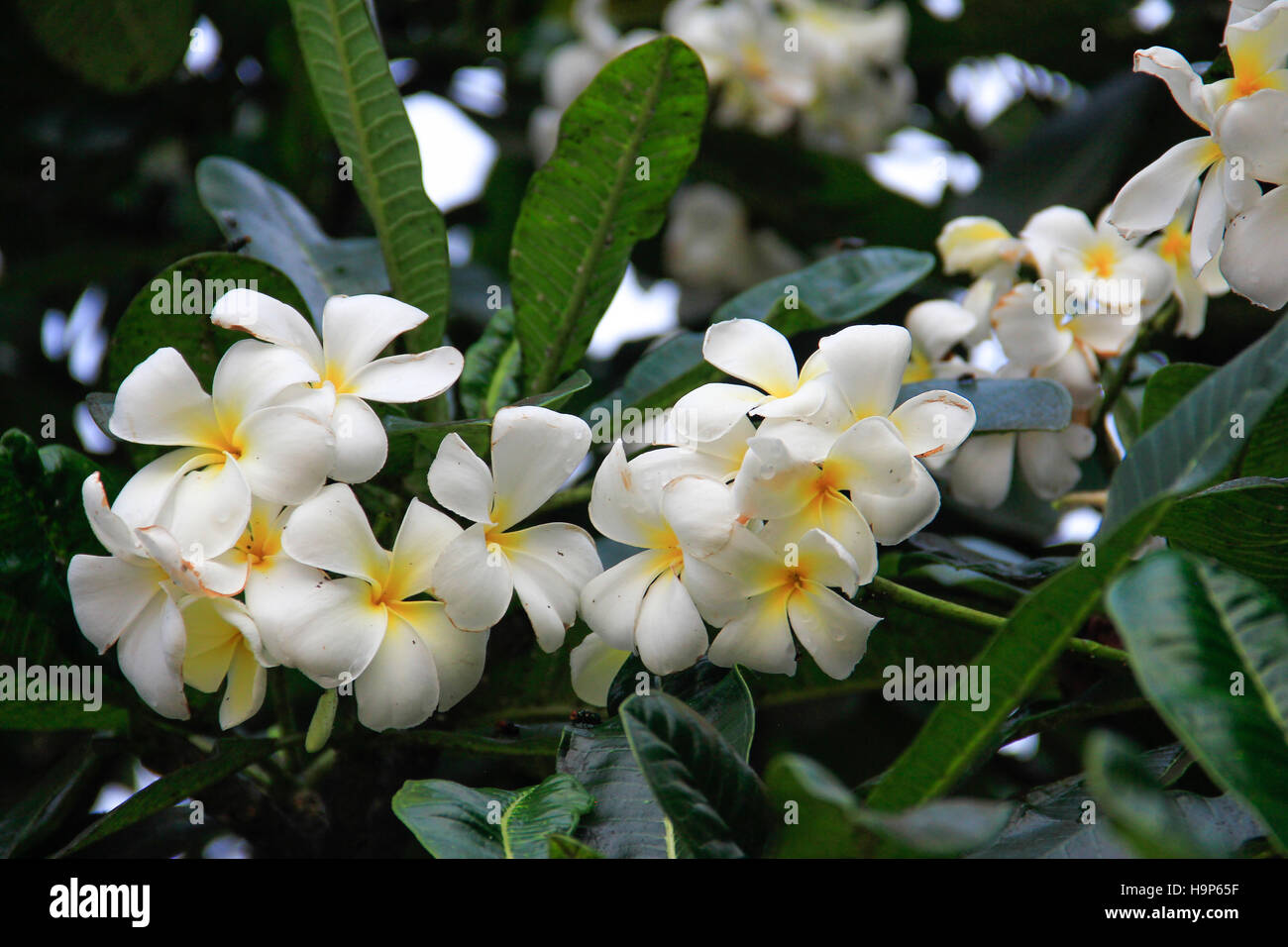 Il Frangipani o plumeria blossoms in Africa. Foto Stock