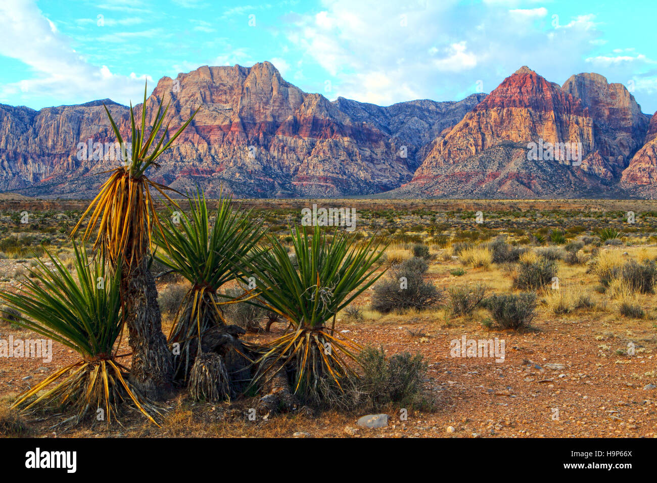 Yucca piante al Red Rocks National Conservation Area al di fuori di Las Vegas, Nevada. Foto Stock