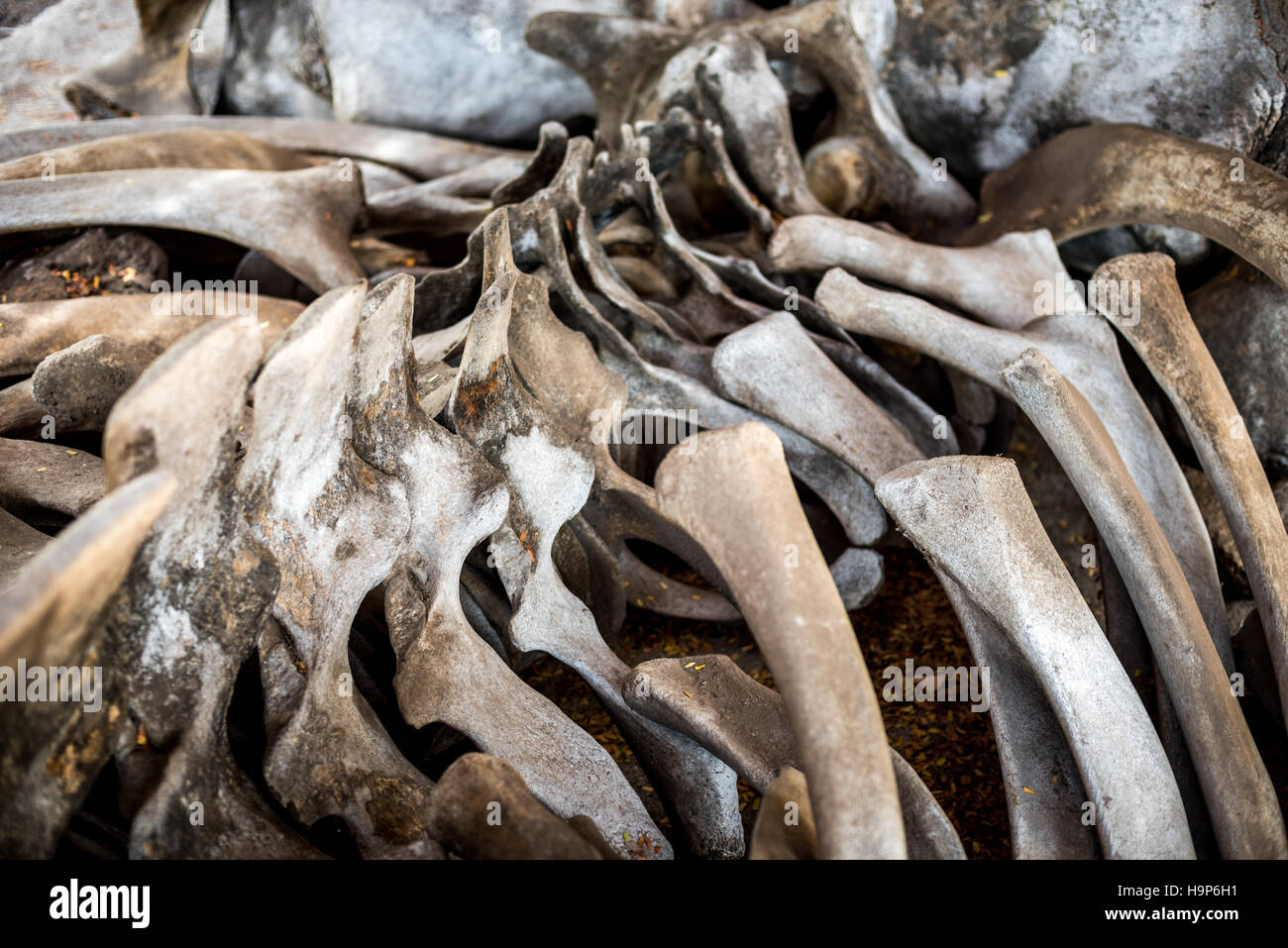Un mucchio di ossa di una balena spermatica bloccata sono esposti sulla spiaggia di Jontona nell'isola di Lembata, Nusa Tenggara orientale, Indonesia. Foto Stock