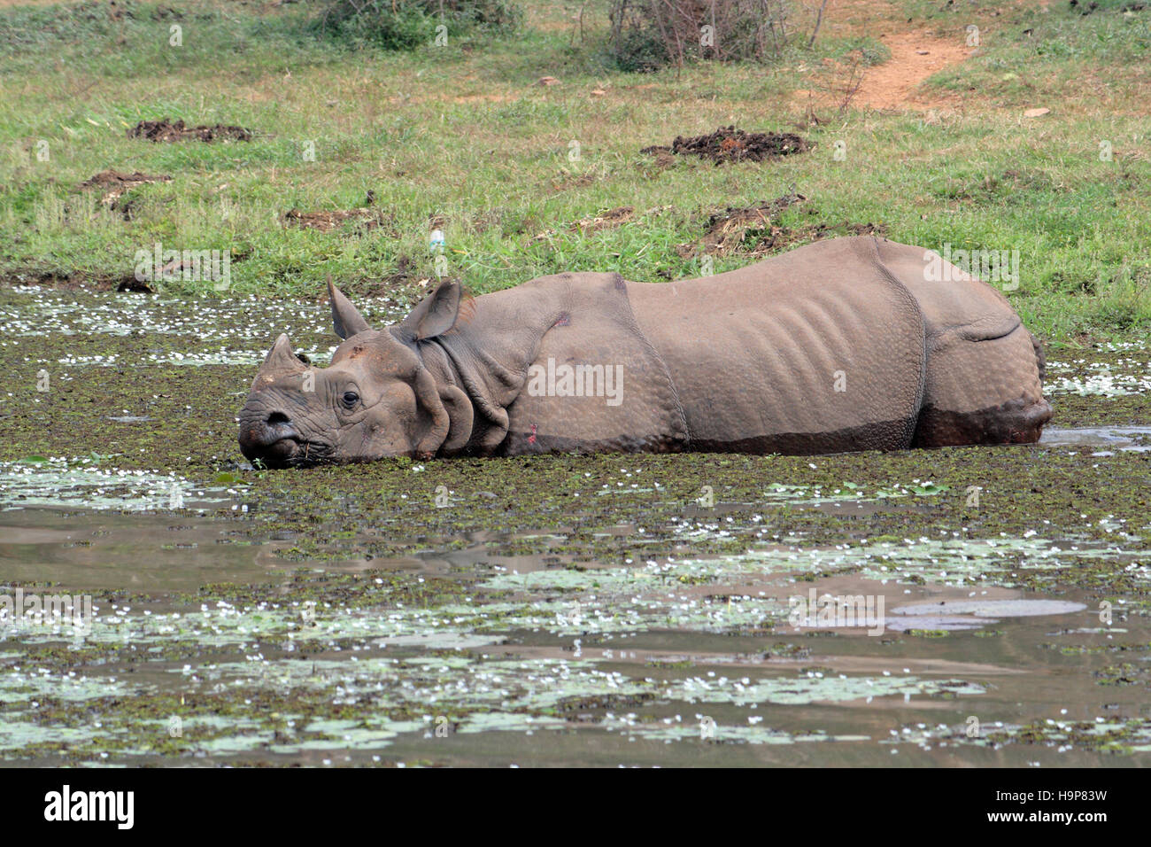 Il rinoceronte indiano (Rhinoceros unicornis) India Foto Stock