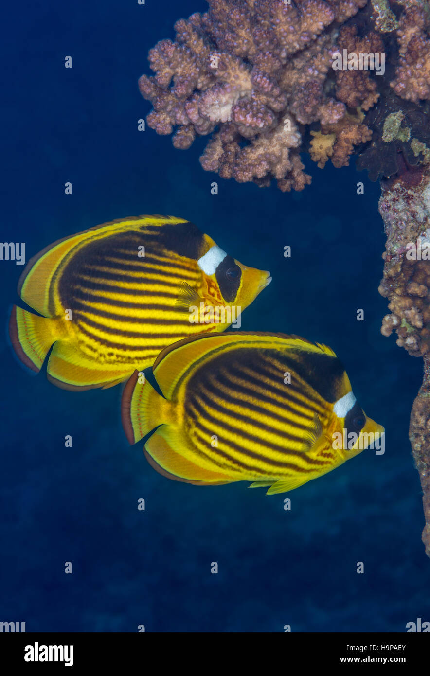 Mar Rosso raccoon butterflyfish (Chaetodon fasciatus) coppia nuoto nei pressi di un affioramento di corallo. Mar Rosso, Egitto, Novembre. Foto Stock