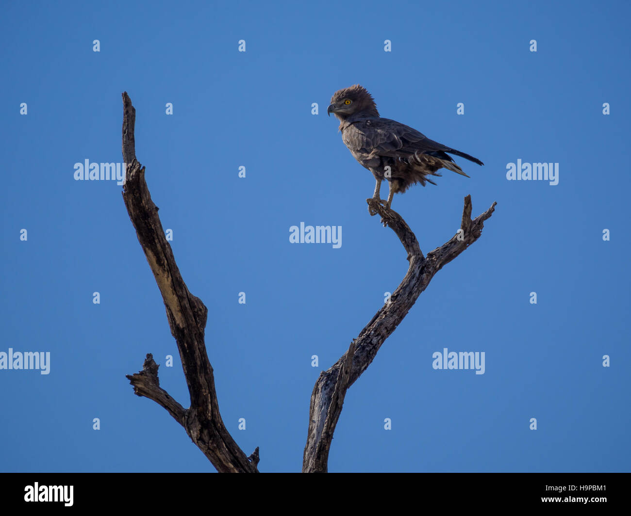 Ritratto di African brown snake eagle guardando sopra la spalla seduto su albero morto con cielo blu, Moremi NP, Botswana Foto Stock