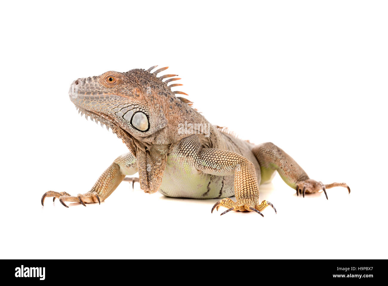 Bellissima Iguana isolato in uno sfondo bianco Foto Stock