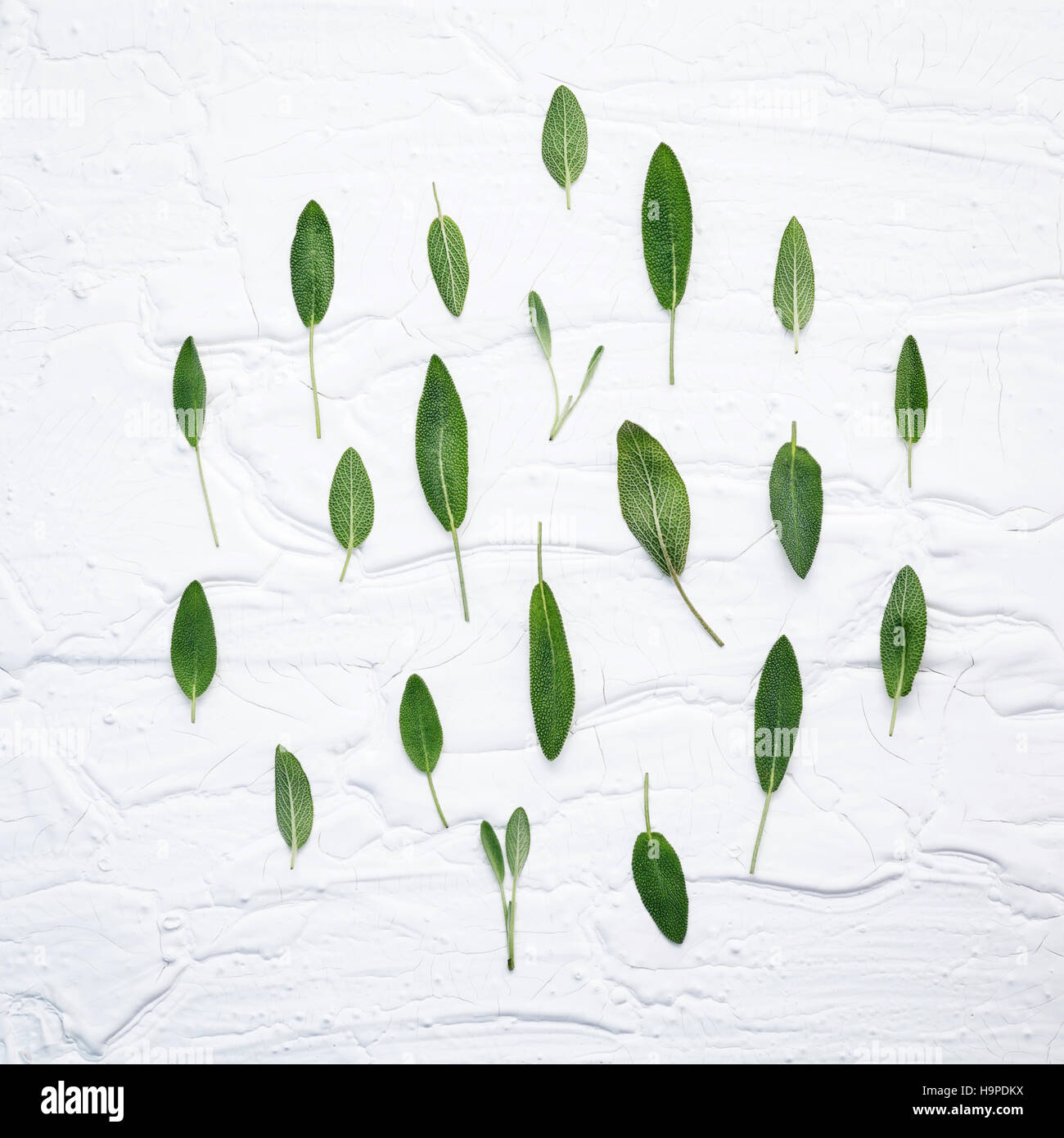 Closeup foglie di salvia fresca in bianco sullo sfondo di legno . Alternat Foto Stock