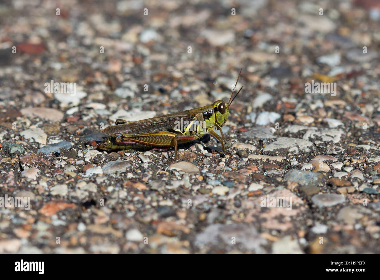 Uno sperone-throated grasshopper (Melanoplinae) di appoggio su di una strada asfaltata, Indiana, Stati Uniti Foto Stock