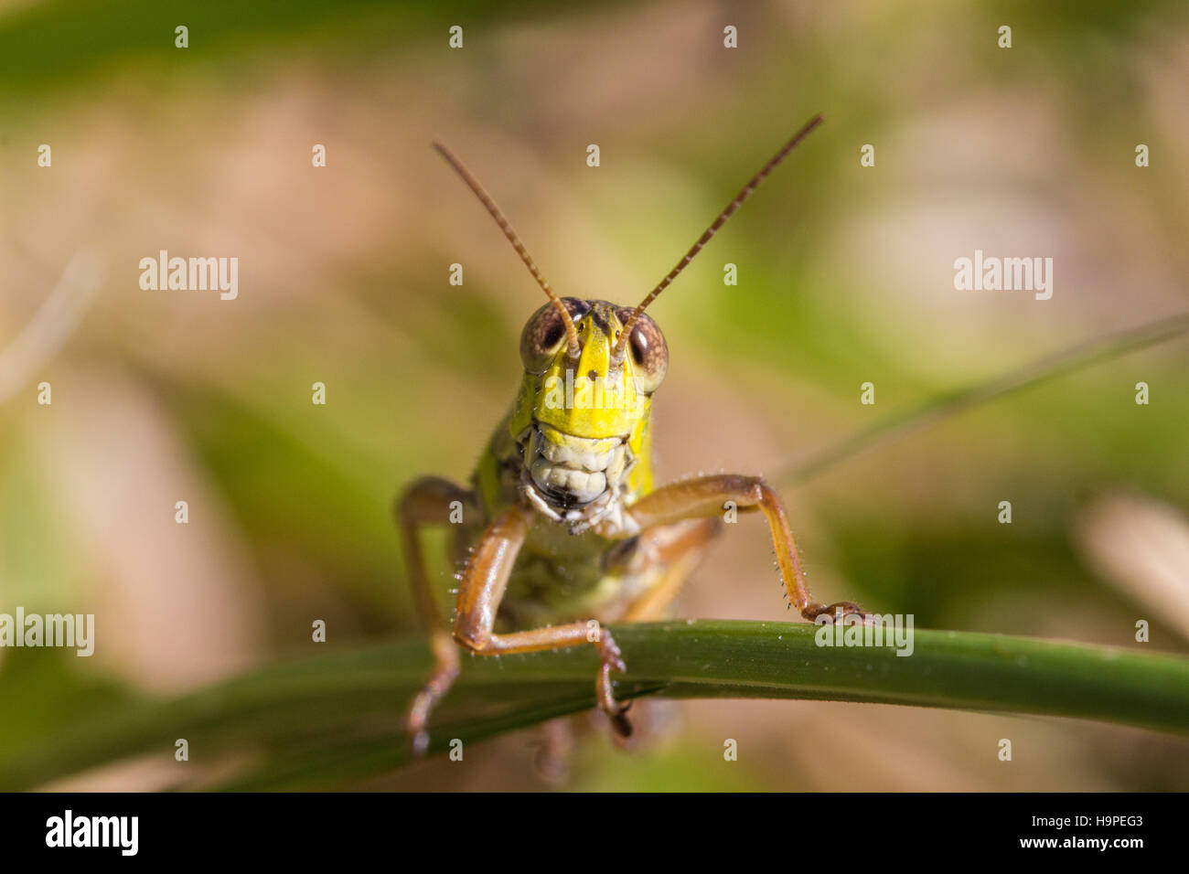 Face / testa di uno sperone-throated grasshopper (Melanoplinae), Indiana, Stati Uniti Foto Stock