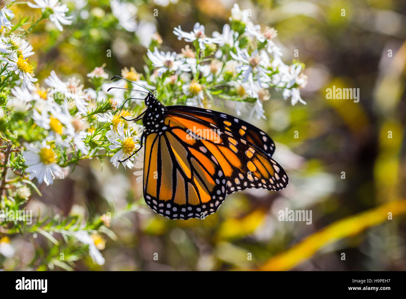Una farfalla monarca (Danaus plexippus) nectaring su bianco heath aster (Symphyotrichum ericoides), Indiana, Stati Uniti Foto Stock