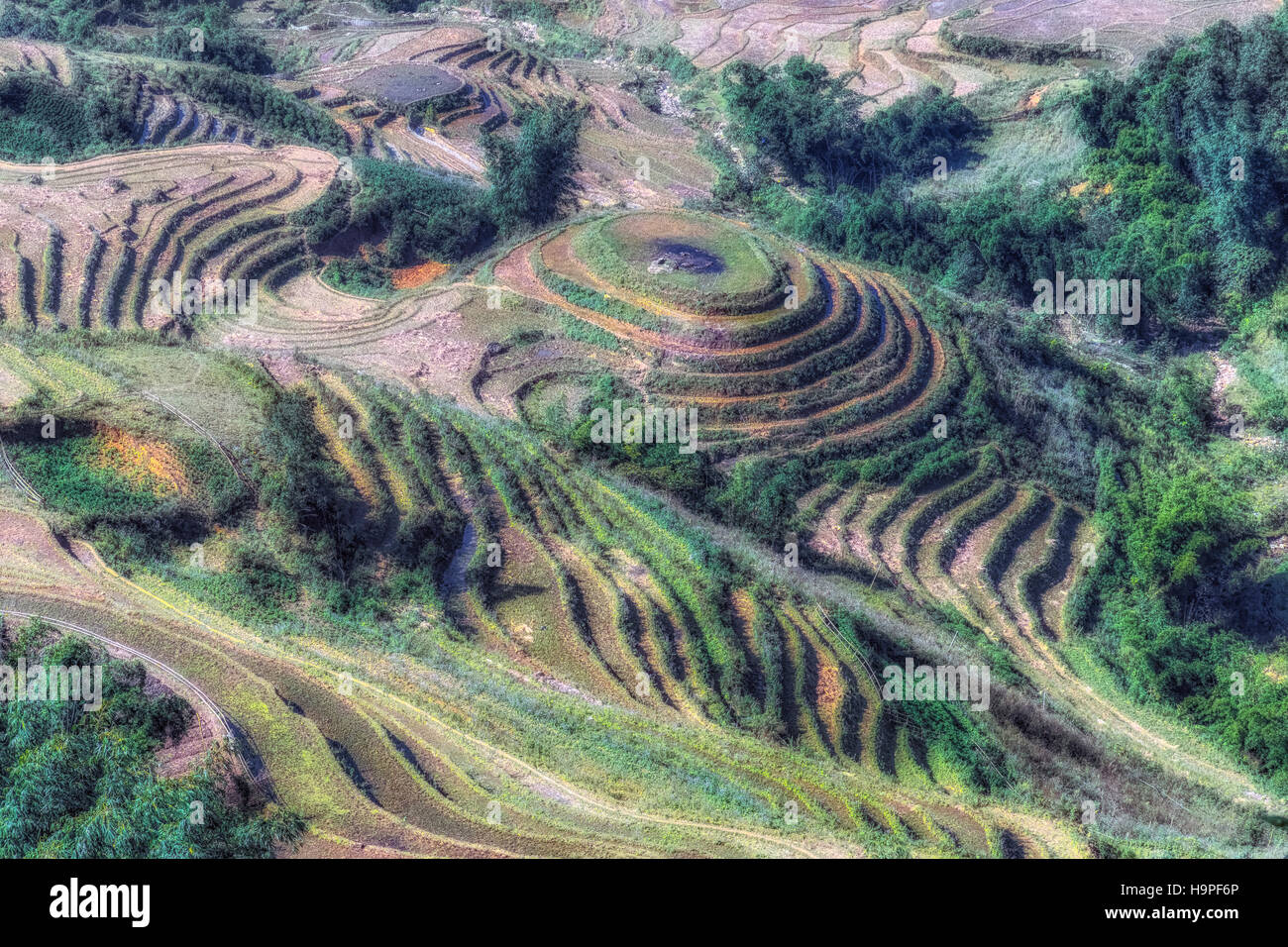 Terrazze di riso, Lao Cai, Sapa, il Vietnam Asia Foto Stock