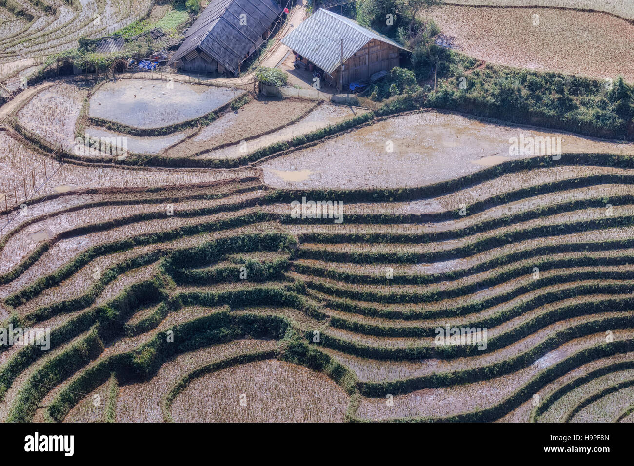 Terrazze di riso, Lao Chai, Sapa, il Vietnam Asia Foto Stock