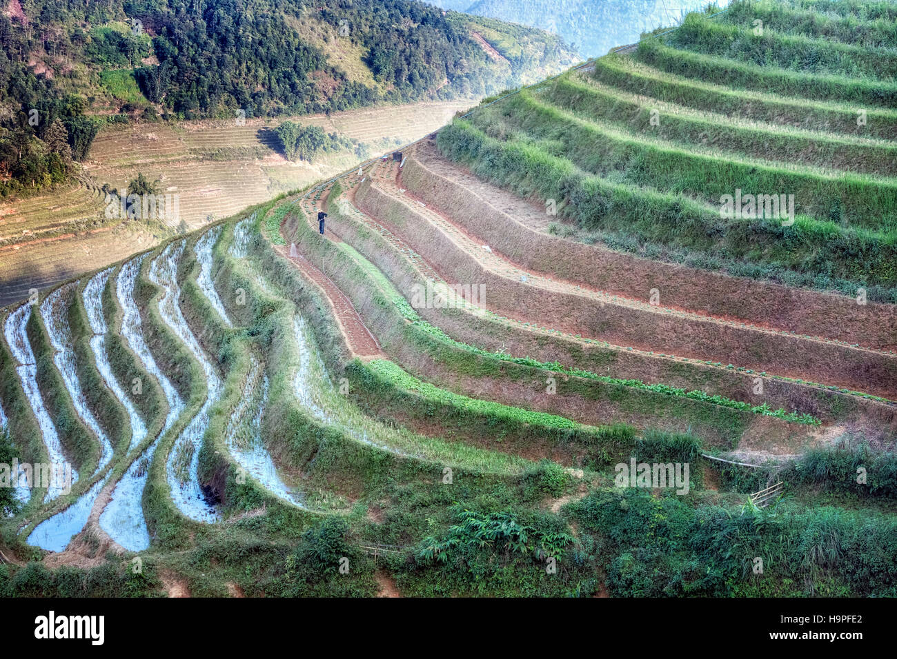 Terrazze di riso, Lao Chai, Sapa, il Vietnam Asia Foto Stock