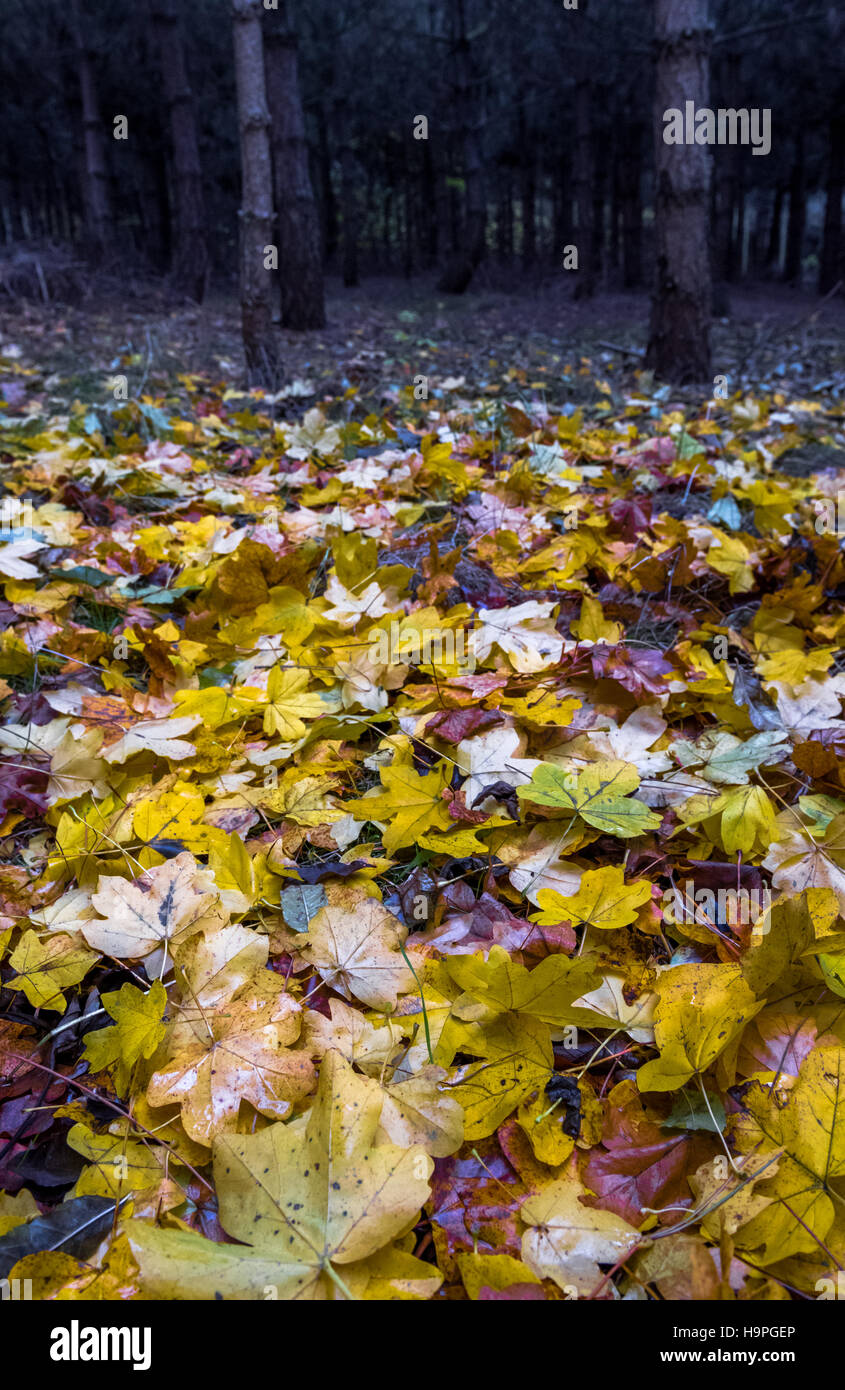 Norvegia acero o foglia di platano giacente su una foresta scura piano. Foto Stock