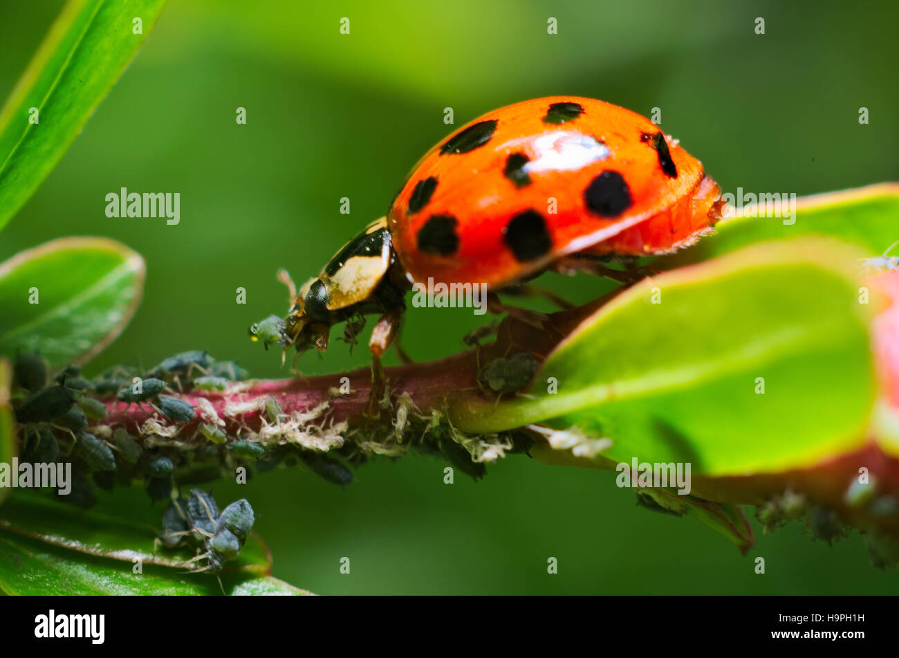Ladybug mangiare afidi su un giardino, impianti Foto Stock
