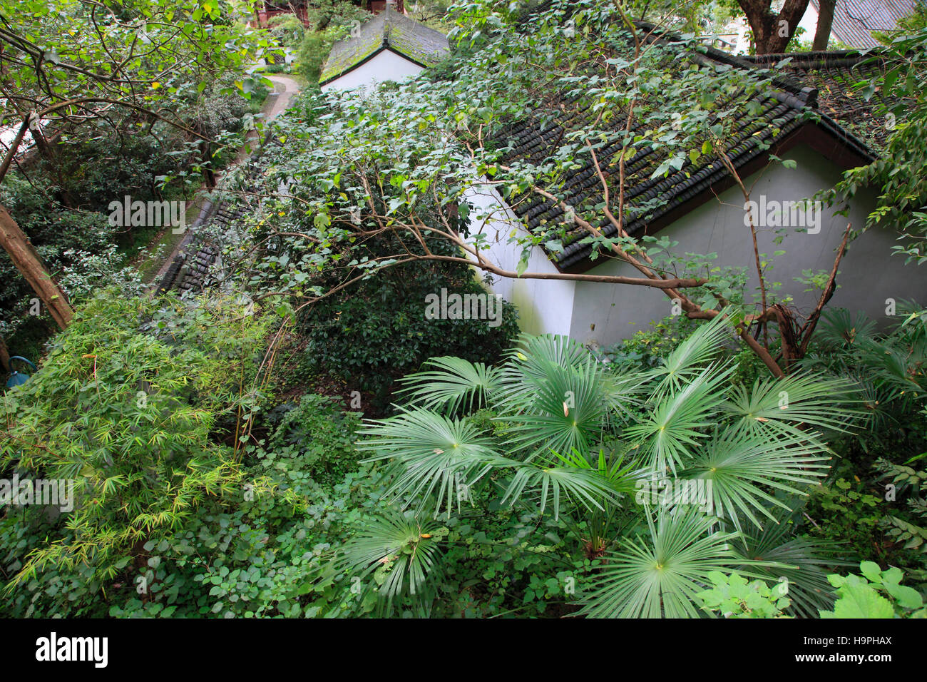 Cina, Zhejiang, Hangzhou, Baopu Tempio Taoista, foresta, vegetazione, Foto Stock