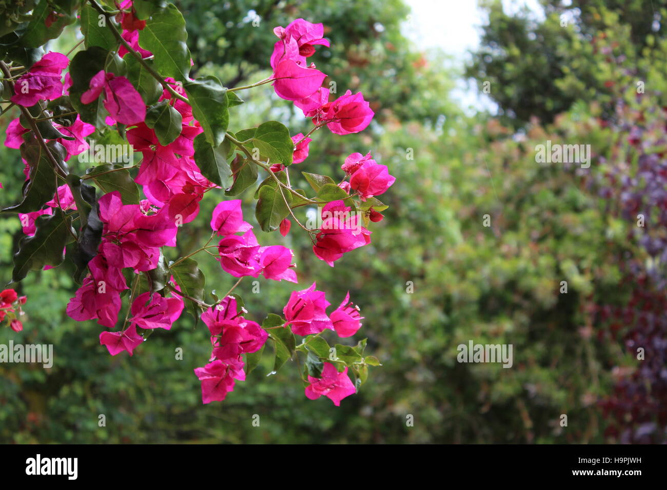 Fiori pendenti rosa immagini e fotografie stock ad alta risoluzione - Alamy