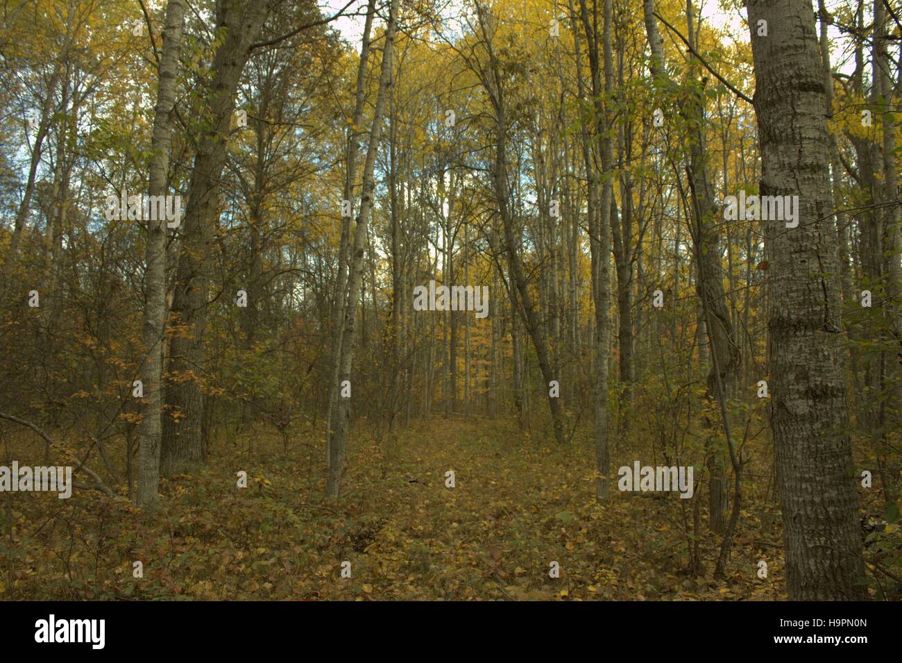 Il sentiero attraverso un bosco di pioppo in autunno Foto Stock