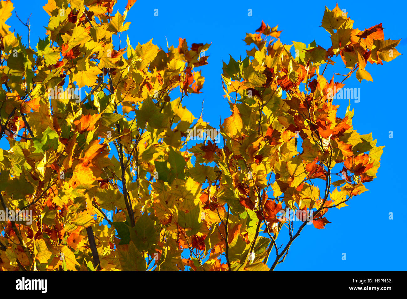 Autunno Maple Leaf sfondo di oro, rosso e verde contro un profondo cielo blu Foto Stock