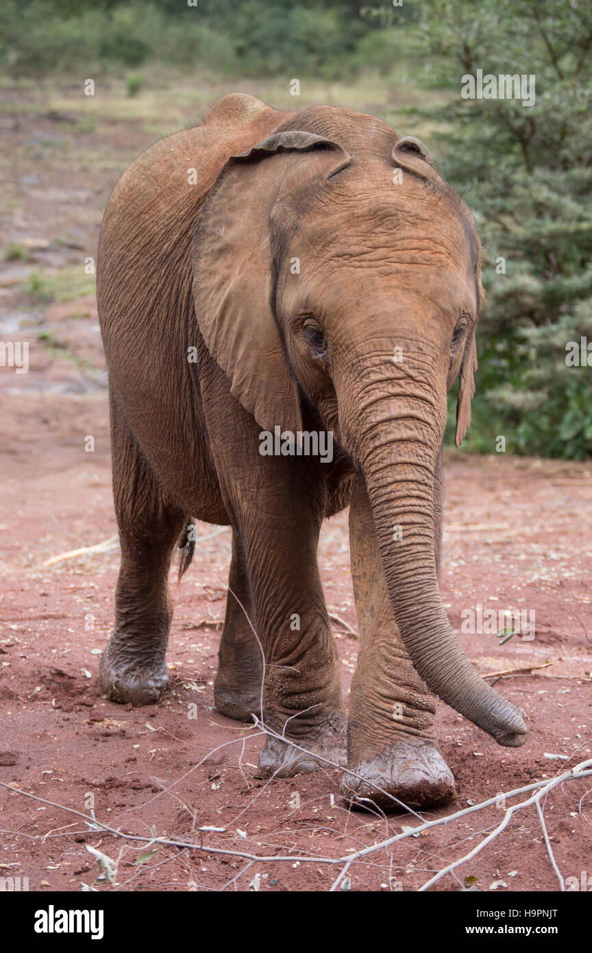 Close up di un elefante giovanile con la sua testa in basso e tronco oscillazioni durante il cammino verso la telecamera sul marrone rossiccio e suolo. Foto Stock