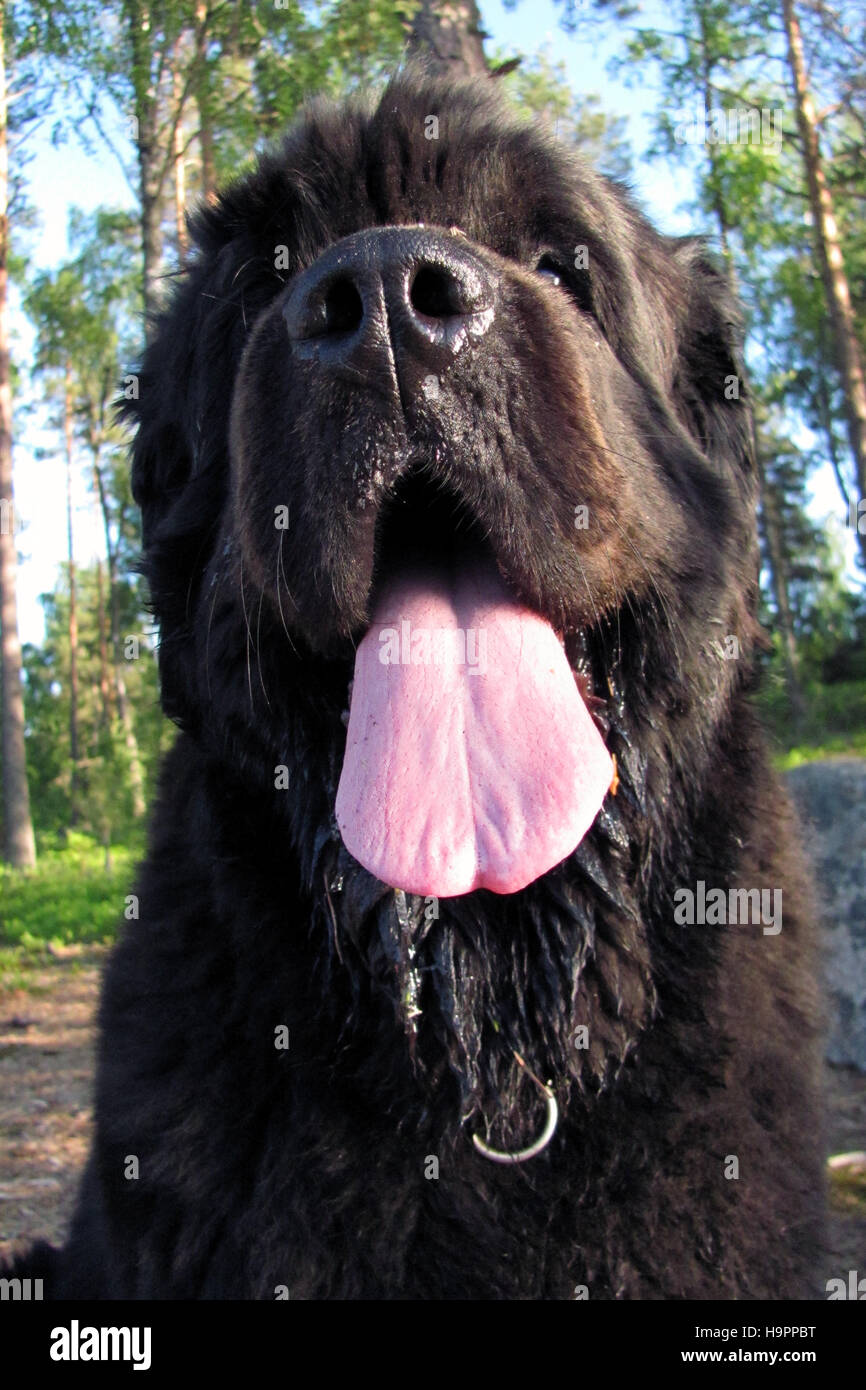 Cane di Terranova con linguetta lunga, basso angolo di visione. Foto Stock
