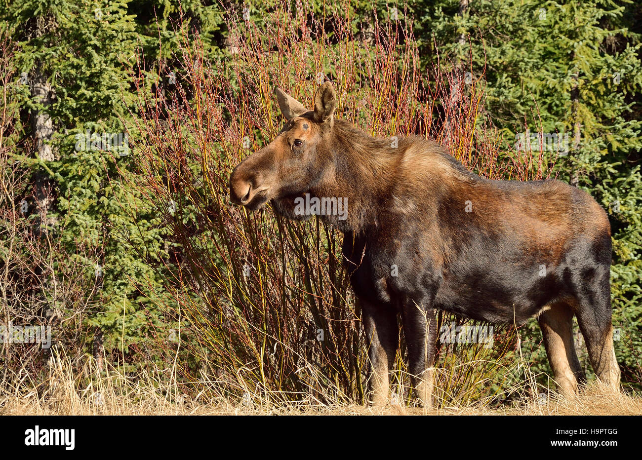 Un giovane bull moose senza le sue corna Foto Stock