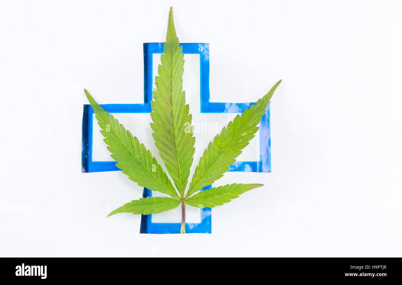 Pianta di cannabis medica e segno. Medicina alternativa abstract Foto Stock