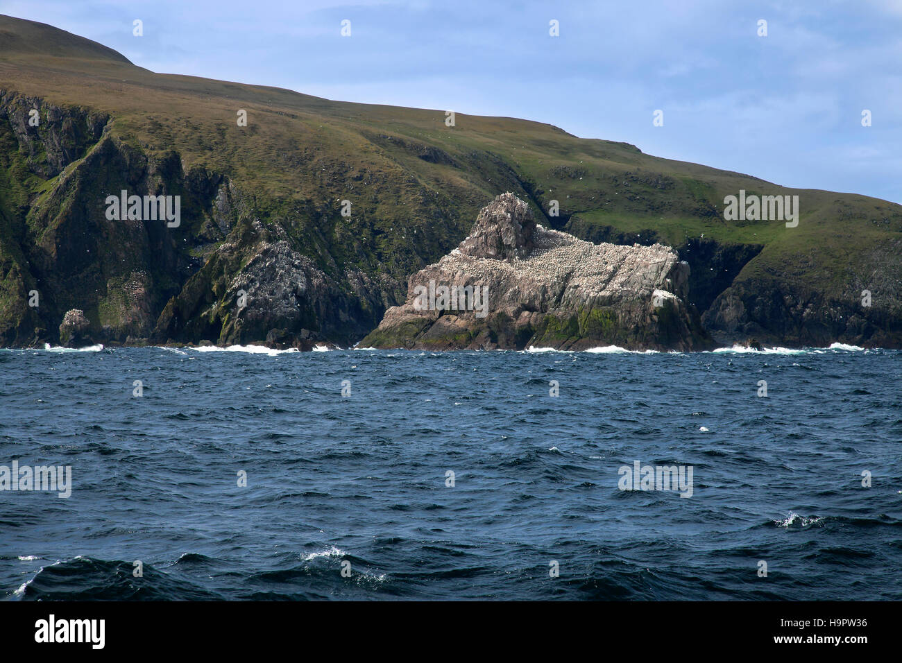 Gannetry, allevamento colonia di sule settentrionale (Morus bassanus / Sula bassana) sulla pila esterna, Fair Isle, Shetland Scozia Scotland Foto Stock