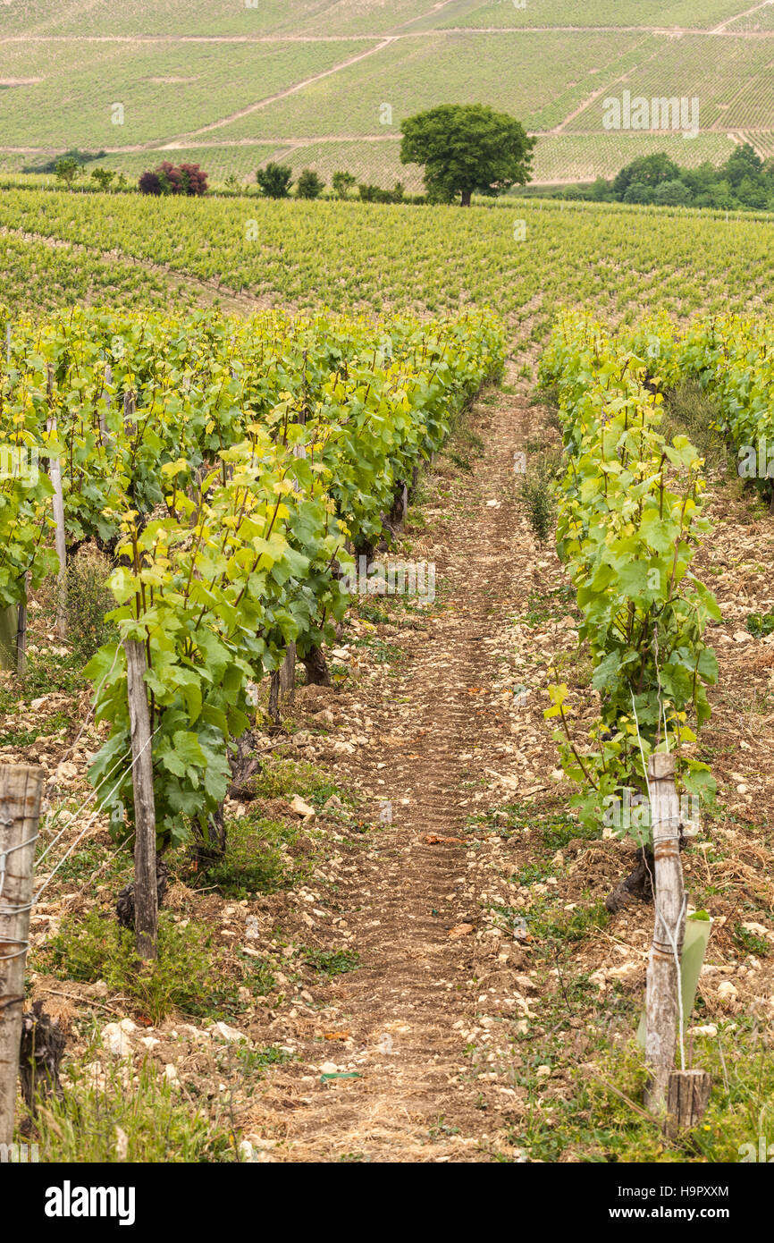 Vigneti vicino a Prehy, Francia. Foto Stock