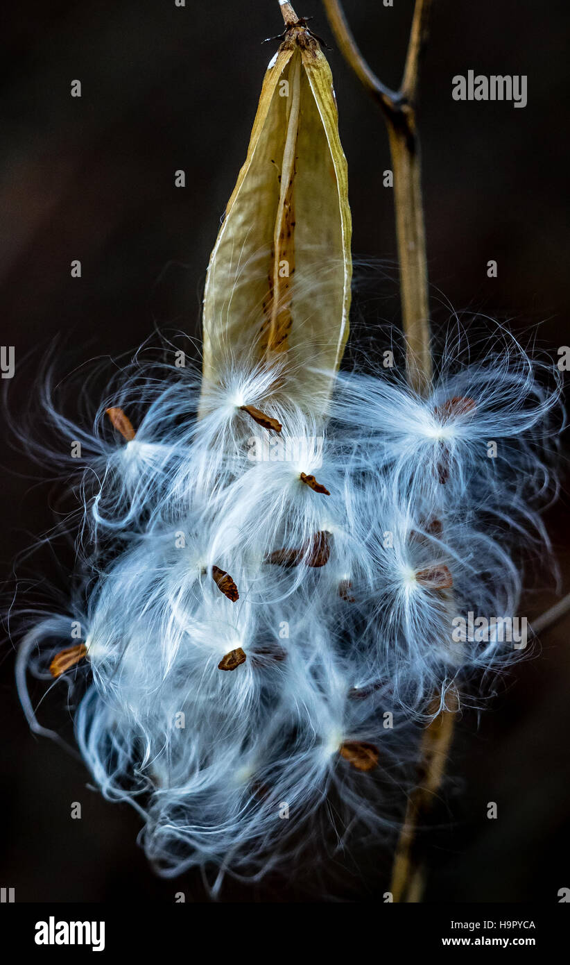 Milkweed seedpod con spore che cadono fuori Foto Stock