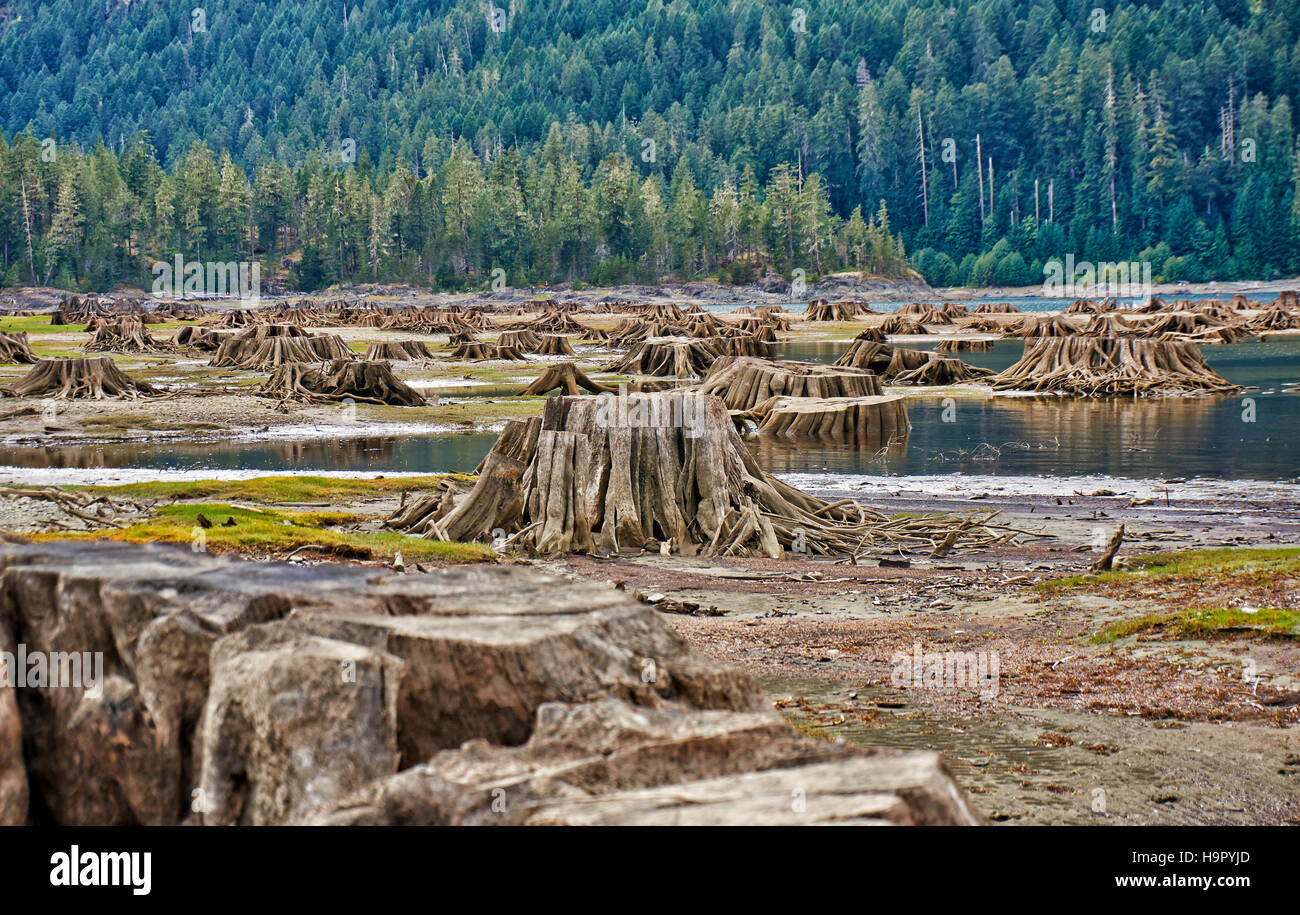 Radici di albero in Buttle Lago di Strathcona Provincial Park, l'isola di Vancouver, British Columbia, Canada Foto Stock