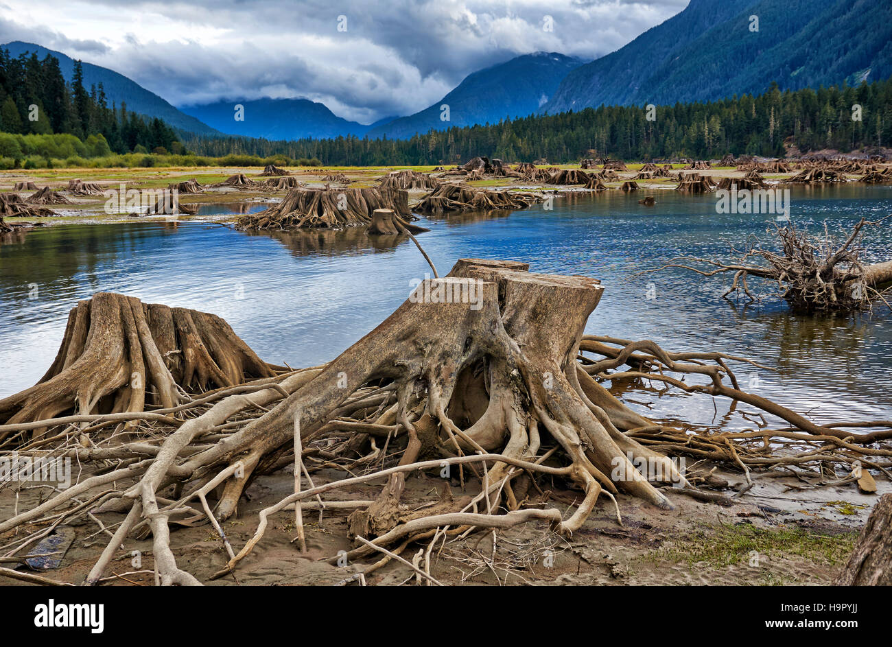 Radici di albero in Buttle Lago di Strathcona Provincial Park, l'isola di Vancouver, British Columbia, Canada Foto Stock