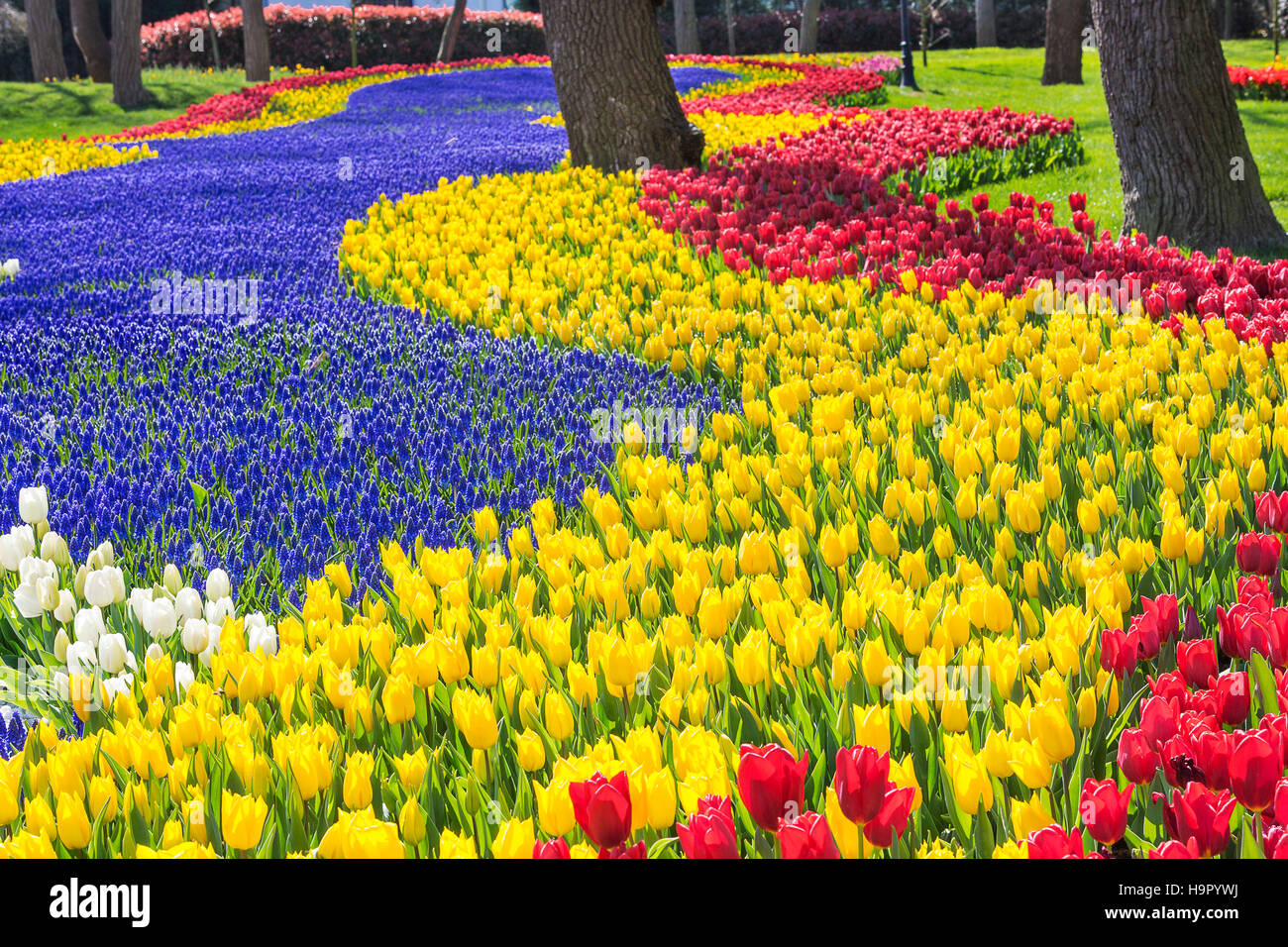 Tulipani nel parco, Istanbul, Turchia Foto Stock