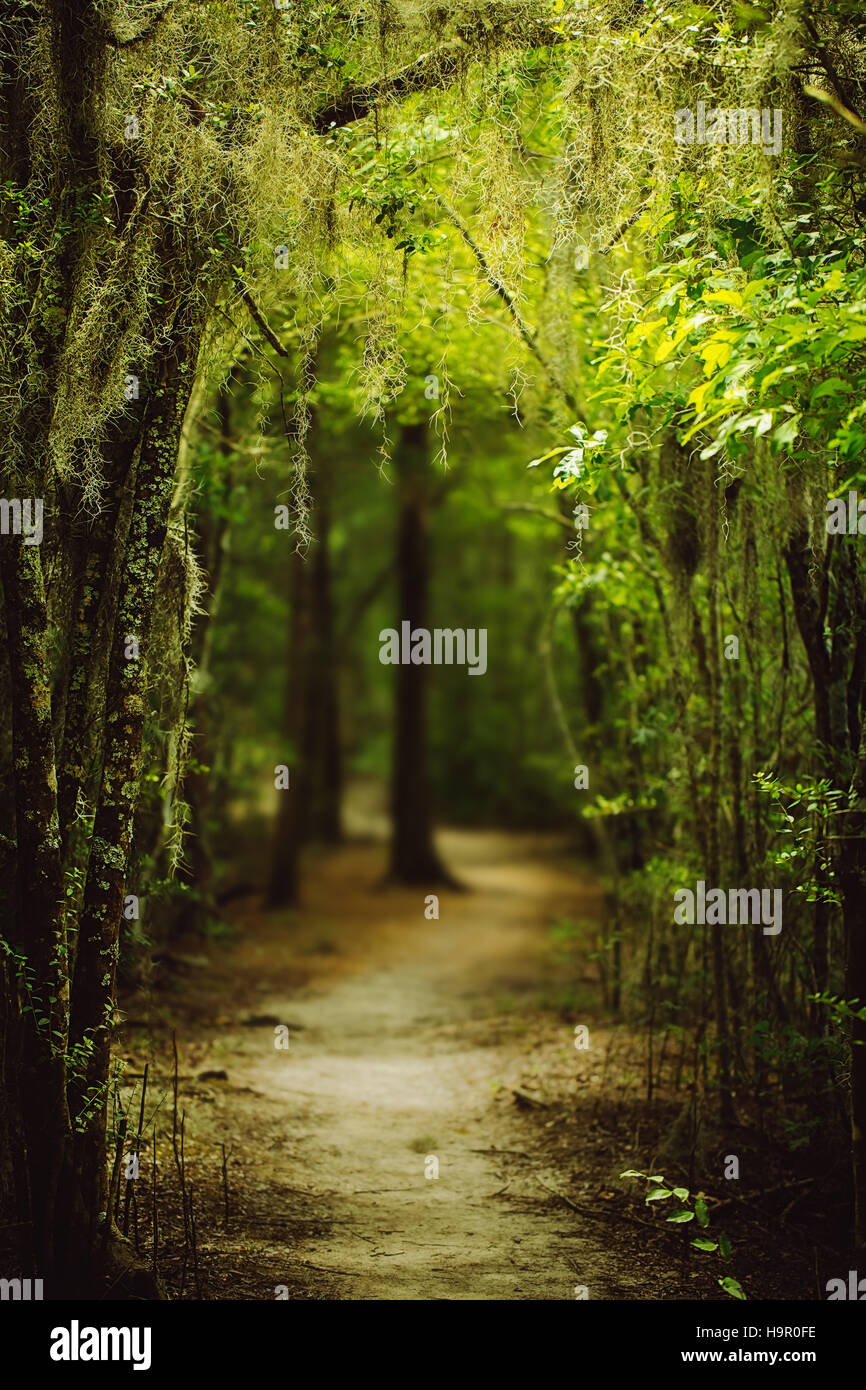Sentiero attraverso la foresta della Louisiana lungo il muschio Spagnolo che pendono dagli alberi Foto Stock