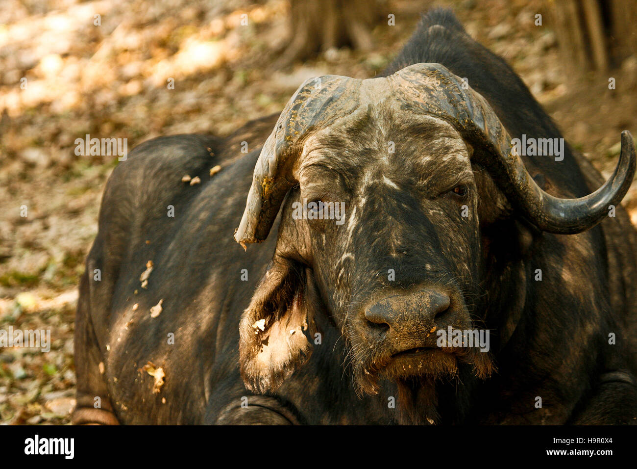 Bufalo africano, Syncerus caffer. Parco Nazionale di Mana Pools. Zimbabwe Foto Stock