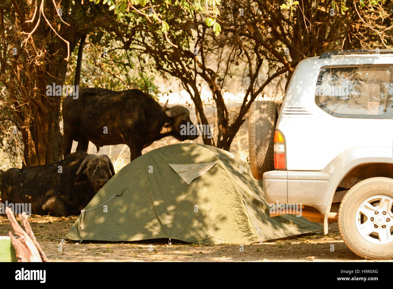 Bufalo africano, Syncerus caffer appoggiata in Nyamepy Camp. Parco Nazionale di Mana Pools. Zimbabwe Foto Stock