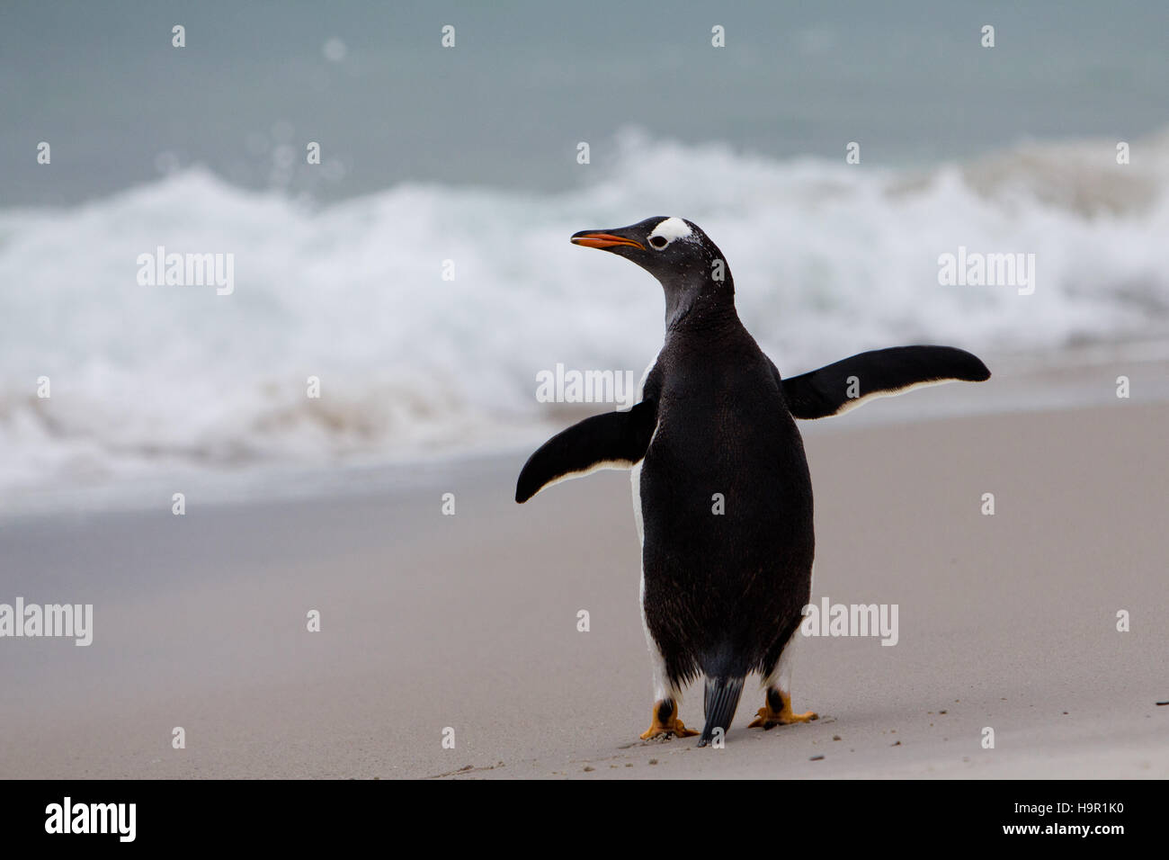 Pinguino Gentoo sulla spiaggia sulla isola di carcassa nelle isole Falkland Foto Stock