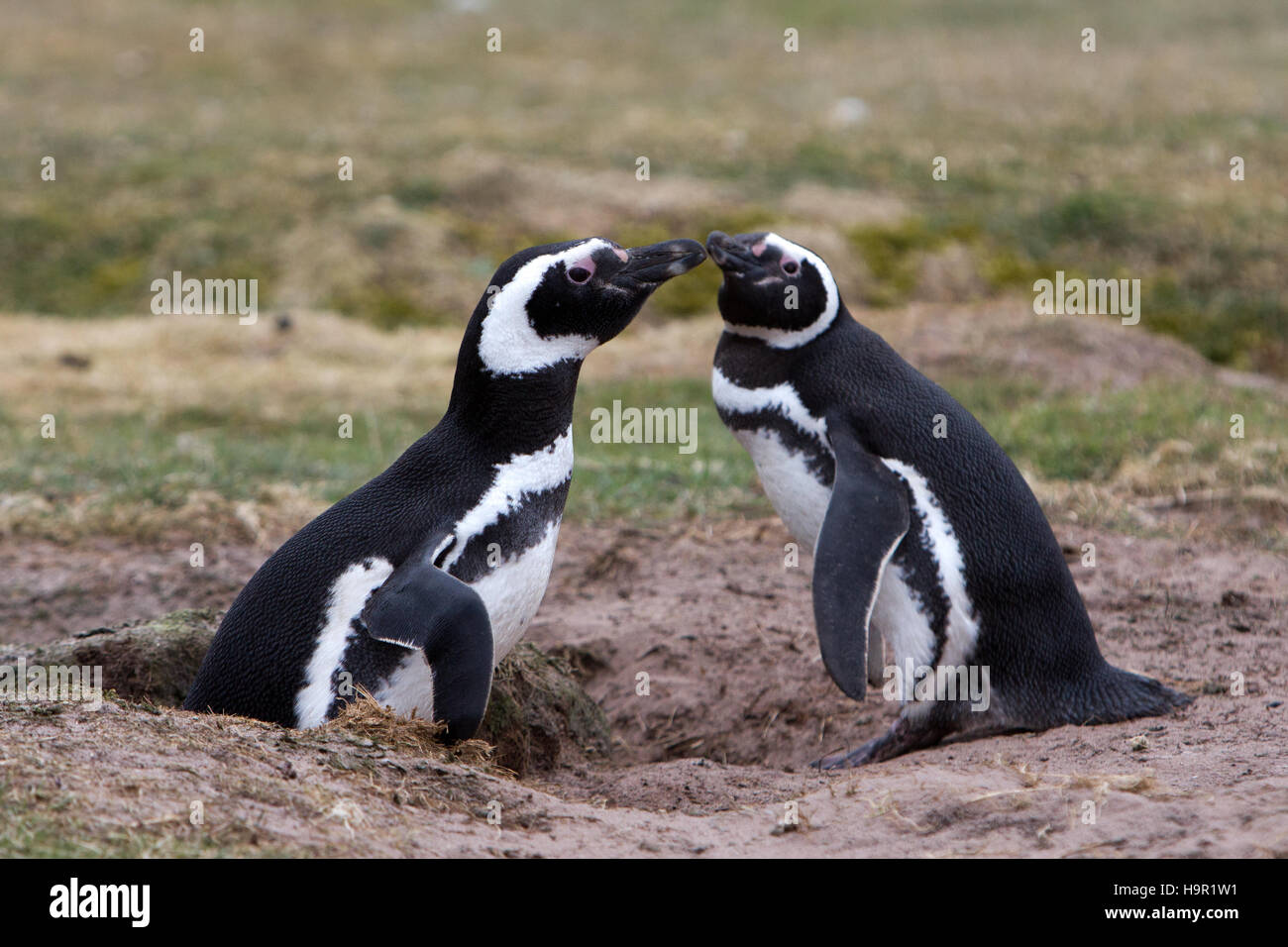 Coppia di i pinguini di Magellano sull isola di carcassa nelle isole Falkland Foto Stock