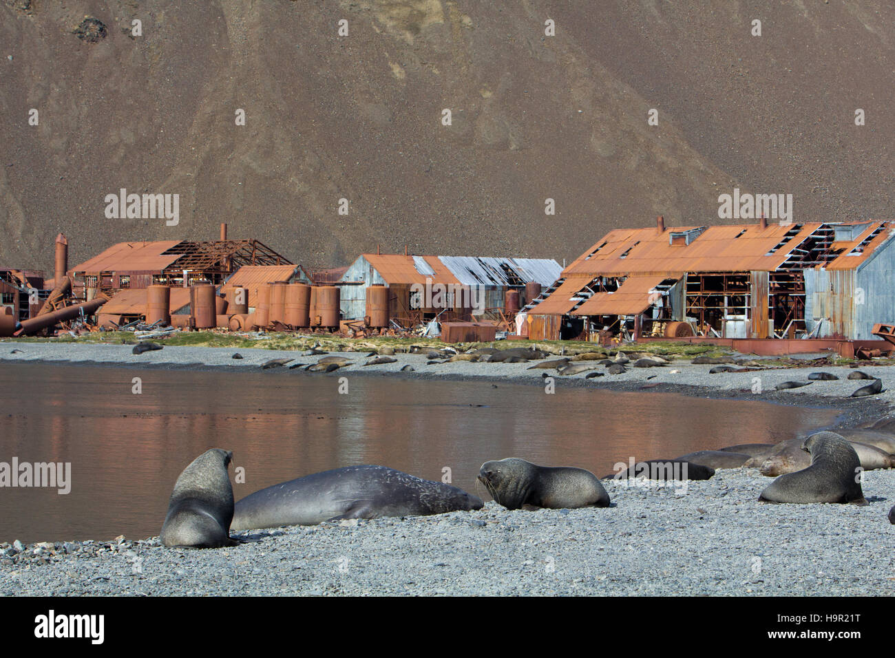Elefante meridionale le guarnizioni e pelliccia Antartico le guarnizioni di tenuta nella parte anteriore della vecchia stazione baleniera di Stromness Harbour, Isola Georgia del Sud Foto Stock