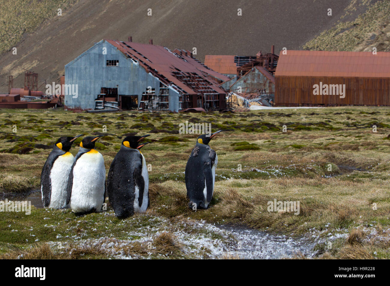 Re pinguini nella parte anteriore della vecchia stazione baleniera di Stromness Harbour, Isola Georgia del Sud Foto Stock