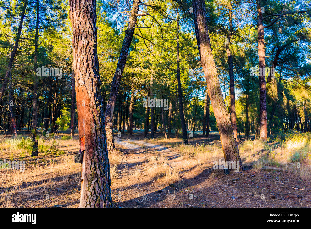 La resina della foresta di pini. Cuéllar, Segovia, Castilla y León, Spagna, Europa Foto Stock
