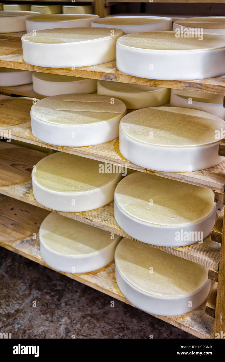 Giovani Cmnte formaggio su scaffalature di legno alla cantina di maturazione della Franche Comte caseificio, in Francia Foto Stock