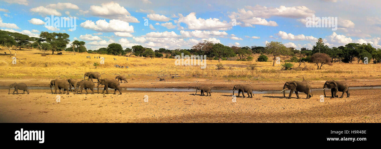 Una mandria di elefanti il roaming in tutta pianura del Serengeti. Foto Stock