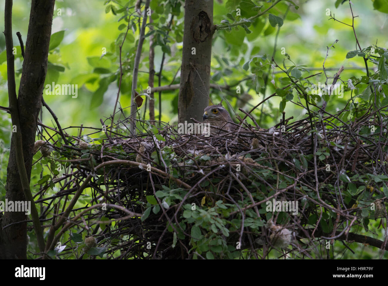Sparviero / Sperber ( Accipiter nisus ), femmina adulta, allevamento, seduto nel suo nido d'aquila nascosta in un albero a foglie decidue. Foto Stock