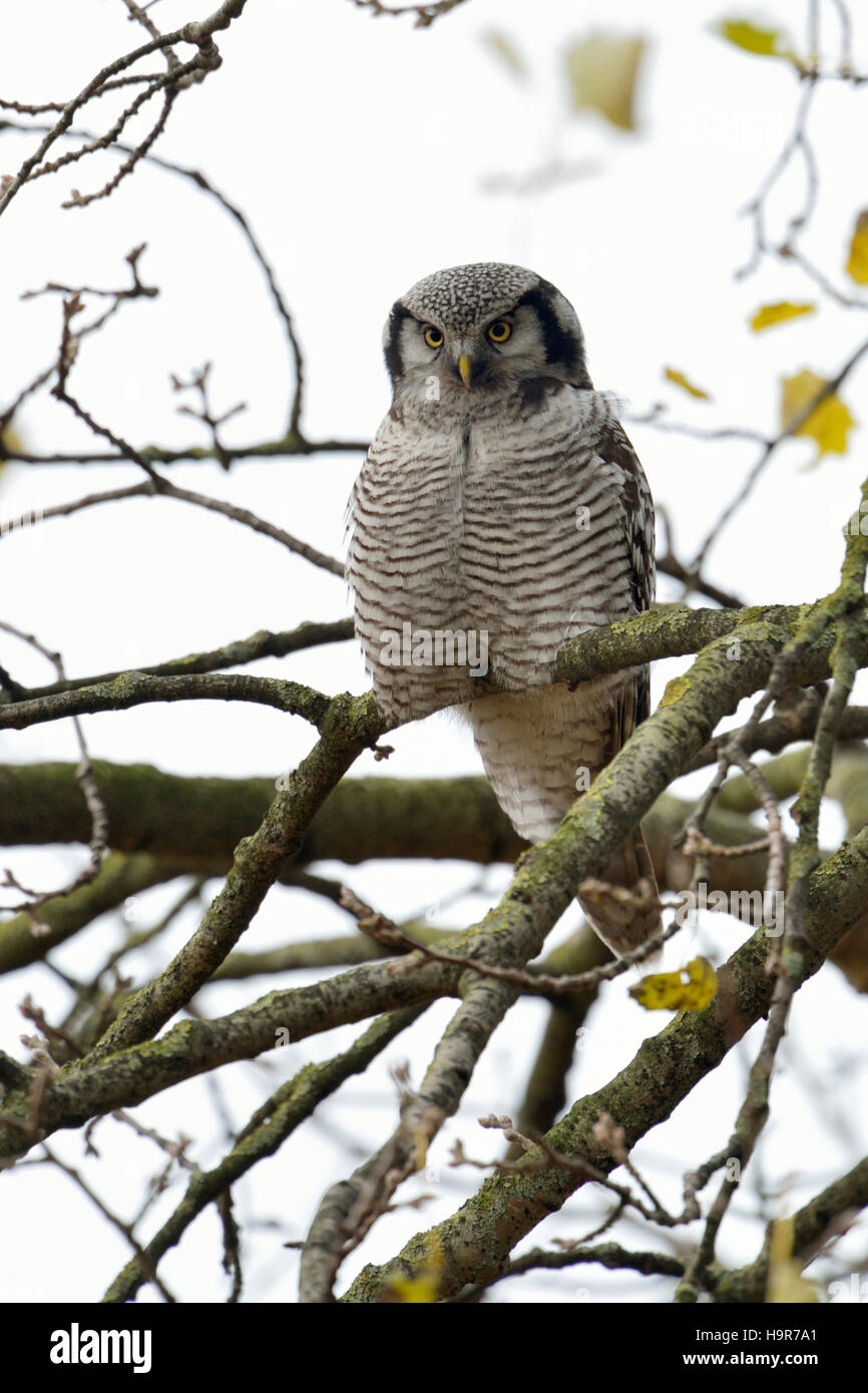 Northern Hawk Owl / Sperbereule ( surnia ulula ), rare inverno valutazione in Europa occidentale, riposo, appollaiato in un albero, vista frontale. Foto Stock