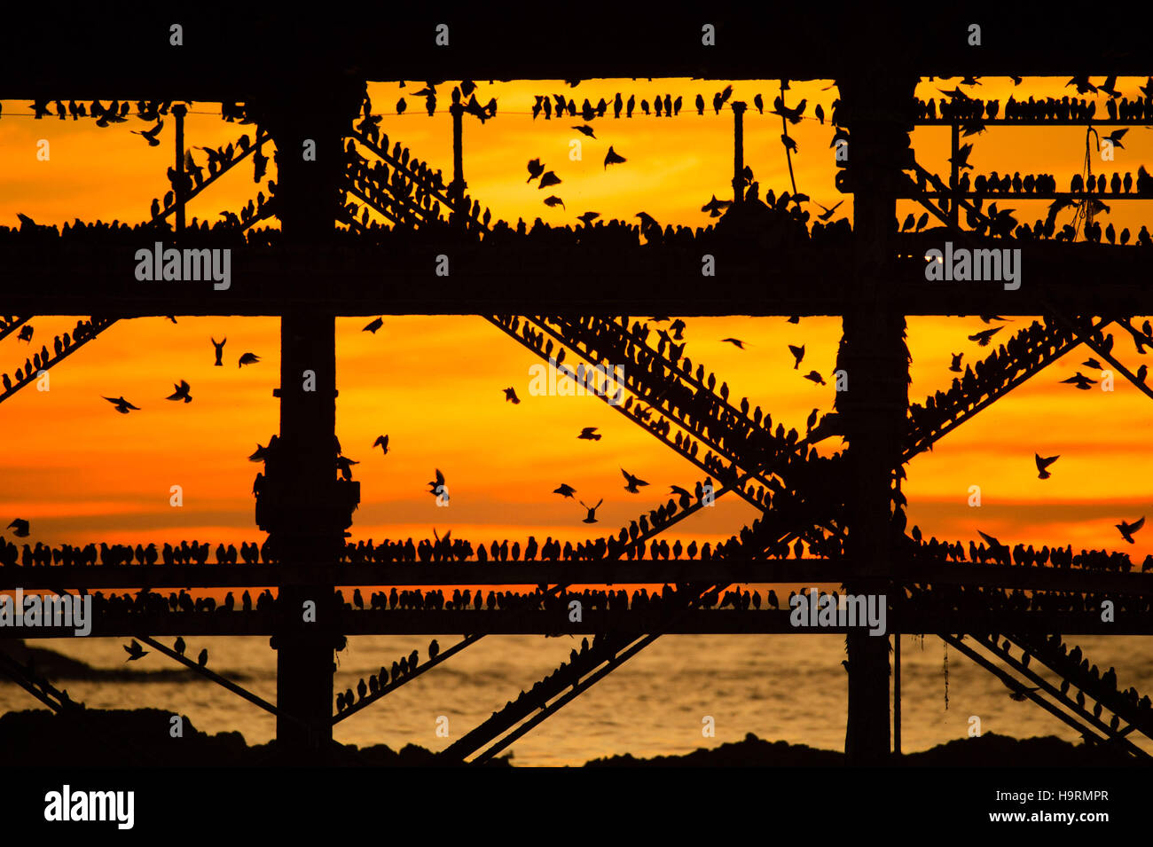 Aberystwyth Wales UK, venerdì 26 novembre 2016 UK meteo : Come il sole che tramonta drasticamente nel corso Cardigan Bay su di un tranquillo e limpido e bitingly fredda sera branchi di storni volare in dalla loro alimentazione diurno motivi di appollaiarsi su Aberystwyth pier sulla costa del Galles occidentale al tramonto ogni sera in autunno e inverno, e decine di migliaia di uccelli si riuniscono per posatoio in condizioni di sicurezza per tutta la notte sulla struttura a reticolo di ghisa gambe sotto il lungomare vittoriano pier Photo credit: Keith Morris / Alamy Live News Foto Stock