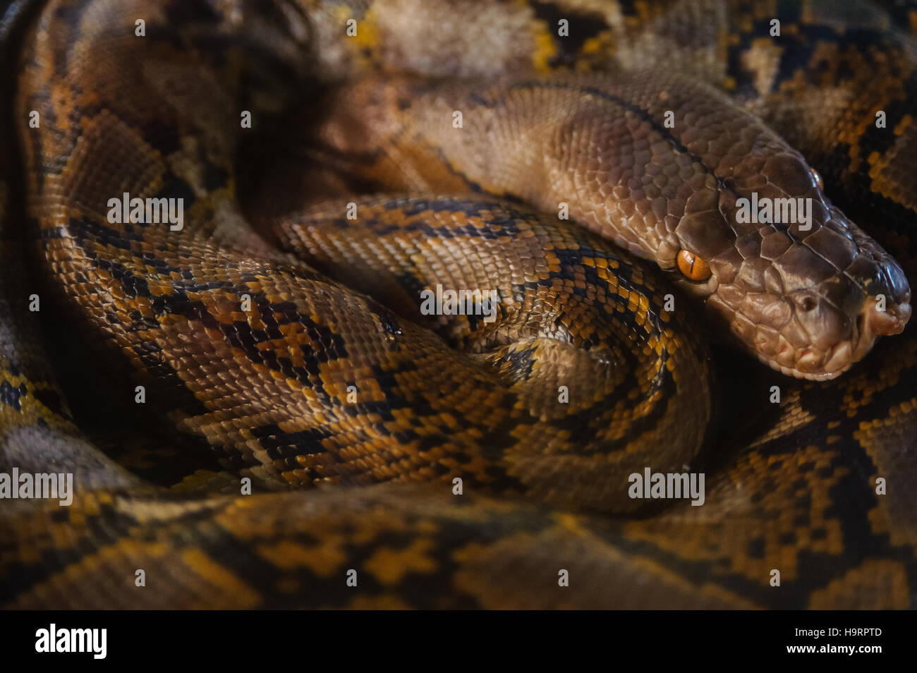 Python interruttori di appoggio di anelli. Fattoria di serpenti in Thailandia Foto Stock
