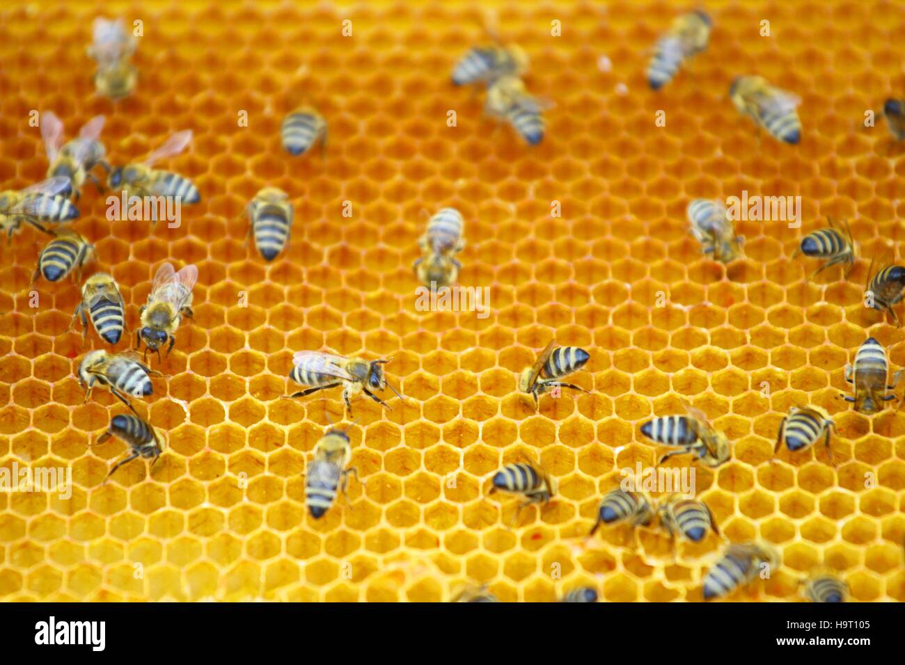 Le api di lavoratori in favo di miele Foto Stock