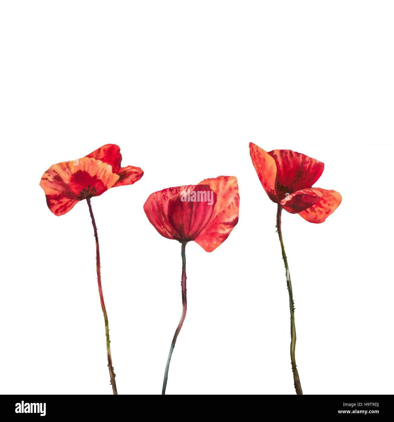 Acquerelli di fiori di campo di papaveri al sole Foto stock - Alamy