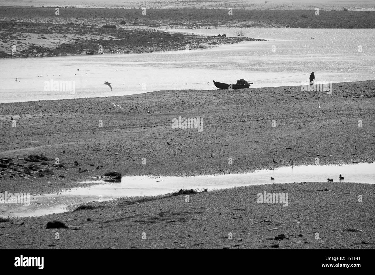 Compensazione di salmone sul fiume Tweed a Berwick Foto Stock