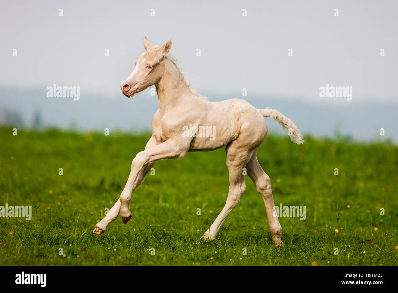Cremello Morgan cavallo galoppante puledro in un pascolo, Tirolo, Austria Foto Stock
